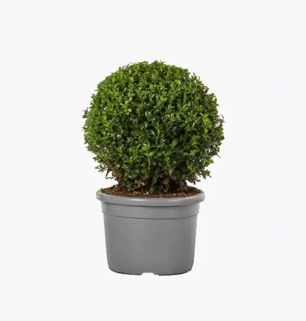 product-image-4_optimized